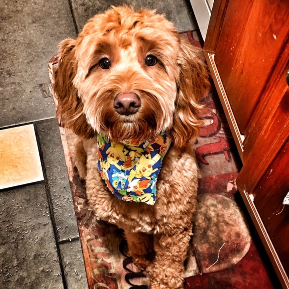 Meet your Posher, Patrice - Picture 4 of 4